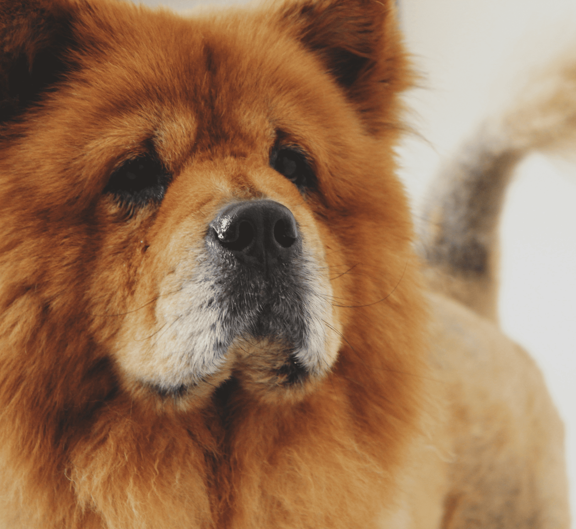 gabrielle - chow chow